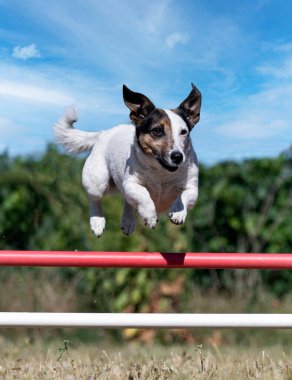 Bir itaat kulübünde yarışma için çeviklik eğitimi