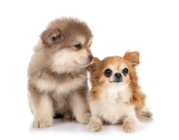 Valp Finsk Lapphund Och Chihuahua Framför Vit Bakgrund — Stockfoto