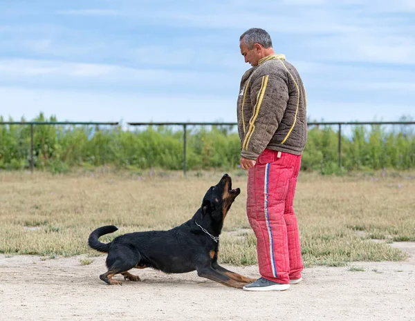 Perro Pastor Beauce Entrenamiento Naturaleza Para Seguridad — Foto de Stock