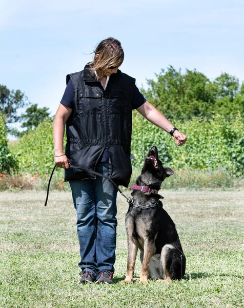 Gray German Shepherd Training Competition Obedience — Stock Photo, Image