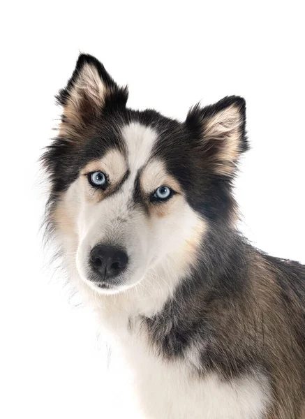 Husky Sibérien Devant Fond Blanc — Photo