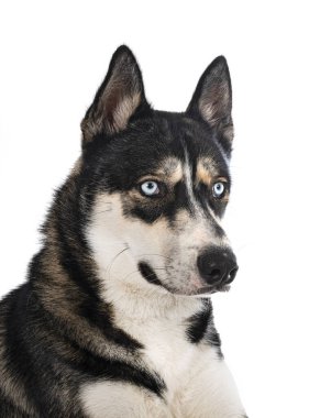 Beyaz arka plan önünde Siberian dış yapraklar