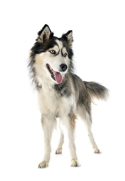 Siberian Husky Vor Weißem Hintergrund — Stockfoto