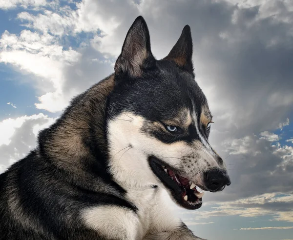 Siberische Husky Voor Witte Achtergrond — Stockfoto