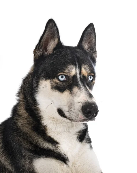 Beyaz arka plan önünde Siberian dış yapraklar