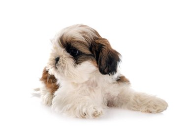 Köpek Shih Tzu beyaz arkaplanın önünde