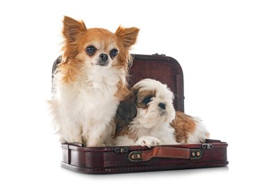 köpek yavrusu shih tzu ve beyaz arka plan önünde chihuahua