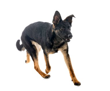 Genç Alman çoban köpeği beyaz arka planda.