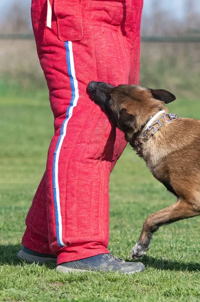 Jonge Belgische Herder Training Natuur Voor Veiligheid — Stockfoto