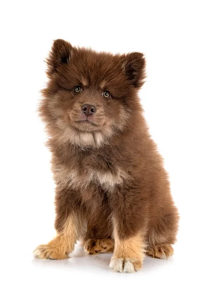 Cachorro Finlandés Lapphund Delante Fondo Blanco —  Fotos de Stock