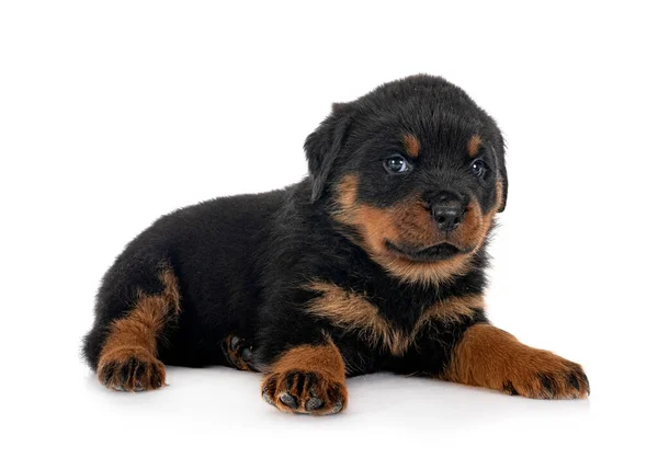 Kölyökkutya Fajtiszta Rottweiler Előtt Fehér Háttér — Stock Fotó