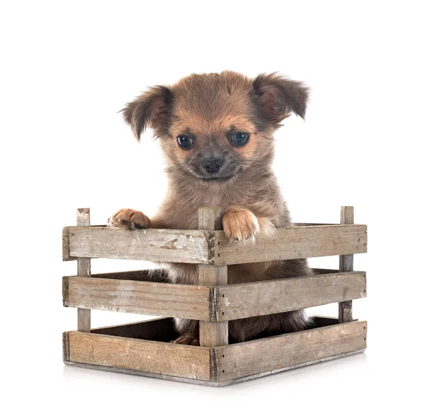 Little Chihuahua Front White Background — Stock Photo, Image