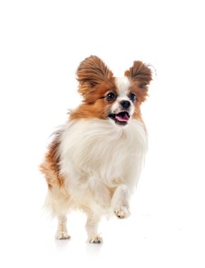 Beyaz arkaplan önünde papillon köpek