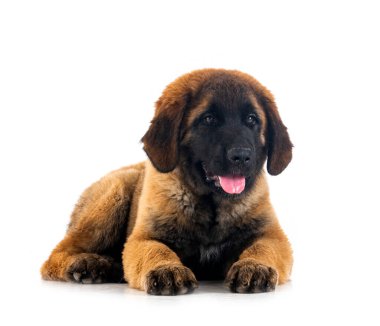 Beyaz arka planda köpek yavrusu Leonberger