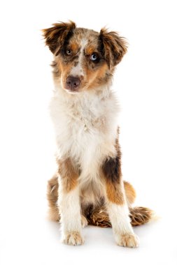 Beyaz arkaplan önünde minyatür Amerikan çoban köpeği