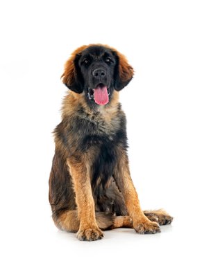Beyaz arka planda köpek yavrusu Leonberger