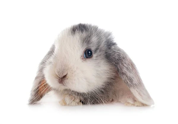 Mini Lop Framför Vit Bakgrund — Stockfoto