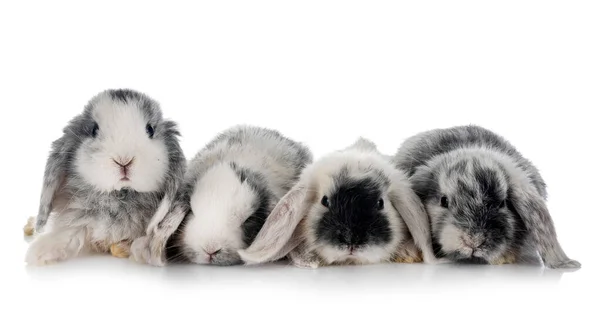 Mini Lops Voorkant Van Witte Achtergrond — Stockfoto