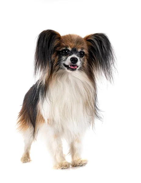 Papillon Cão Frente Fundo Branco — Fotografia de Stock