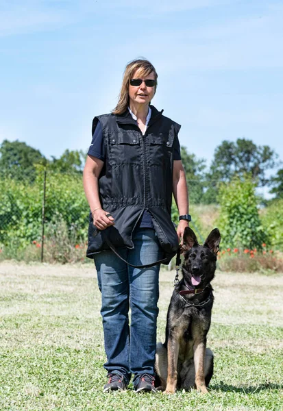 Grauer Schäferhund Trainiert Für Den Wettbewerb Des Gehorsams — Stockfoto