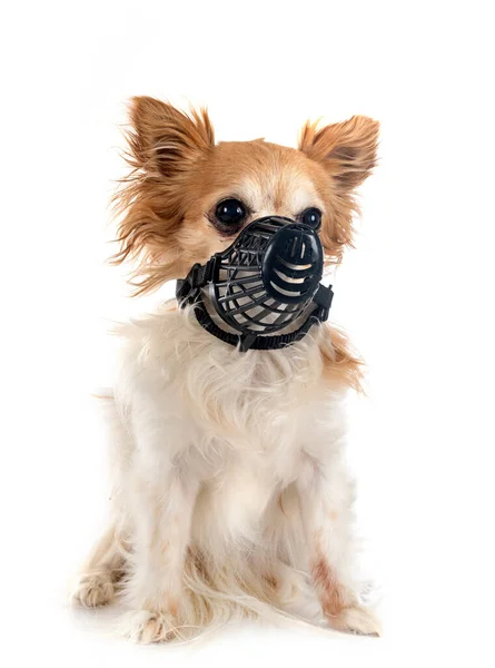 Little Chihuahua Muzzle Front White Background — Stock Photo, Image
