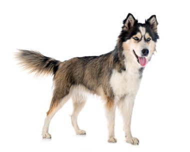 Beyaz arka plan önünde Siberian dış yapraklar