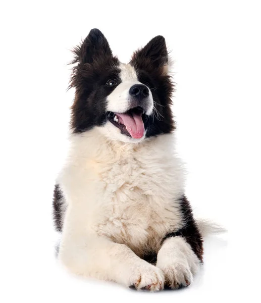 Joven Yakutian Laika Delante Fondo Blanco — Foto de Stock