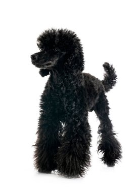 Beyaz arka planda siyah kaniş