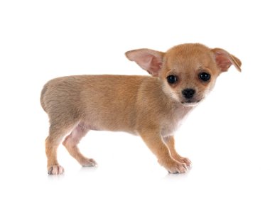 Beyaz arka planda küçük bir chihuahua