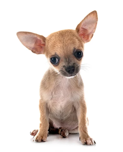 Pequeno Chihuahua Frente Fundo Branco — Fotografia de Stock