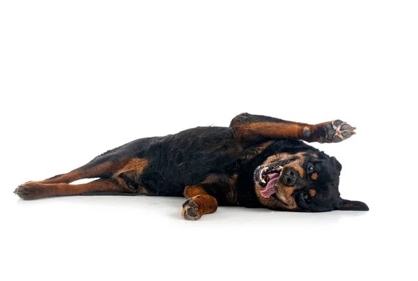Safkan Yaşlı Rottweiler Dört Yıl Önce Beyaz Arka Planda — Stok fotoğraf