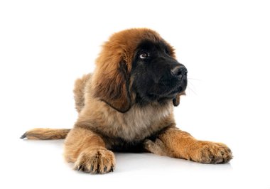 Beyaz arka planda köpek yavrusu Leonberger