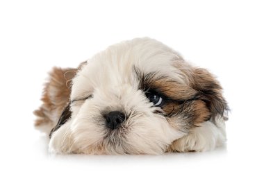 Köpek Shih Tzu beyaz arkaplanın önünde
