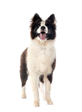 Beyaz arka plan önünde genç Yakutian Laika