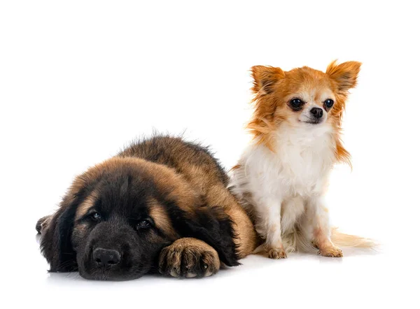 Pup Leonberger Chihuahua Voorkant Van Witte Achtergrond — Stockfoto