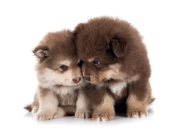 Filhotes Cachorro Lapphund Finlandês Frente Fundo Branco — Fotografia de Stock