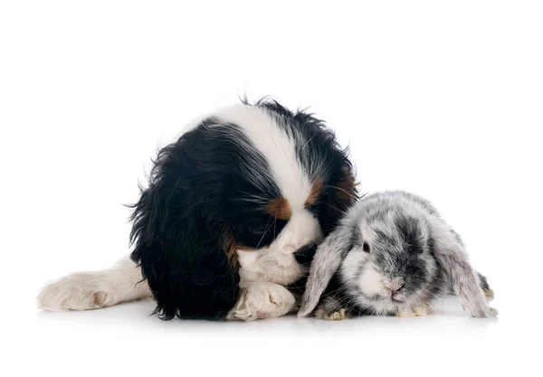 Mini Lop Hond Voor Witte Achtergrond — Stockfoto