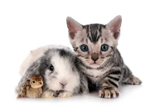 Mini Lop Chick Bengal Kitten Front White Background — Zdjęcie stockowe