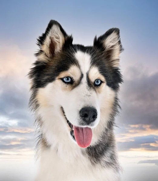 Husky Siberiano Frente Fundo Branco — Fotografia de Stock