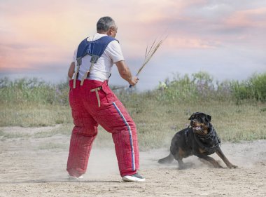 Genç Rottweiler koruma sporu ve polis eğitimi alıyor.
