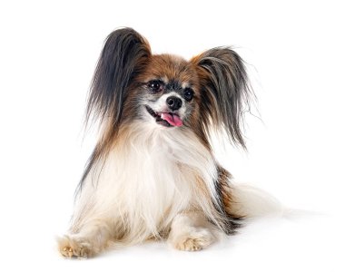Beyaz arkaplan önünde papillon köpek