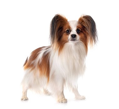 Beyaz arkaplan önünde papillon köpek