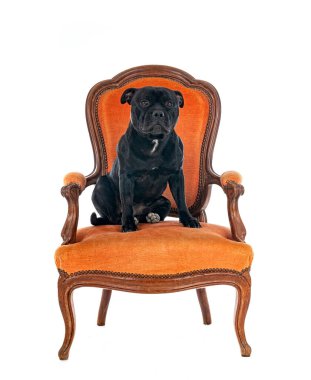 Beyaz arka planda, Stamfordshire boğa teriyeri.