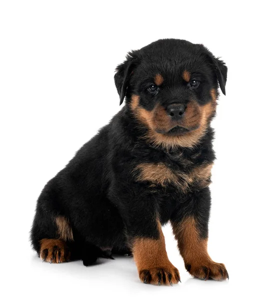 Puppy Purebred Rottweiler Front White Background — Stock Photo, Image