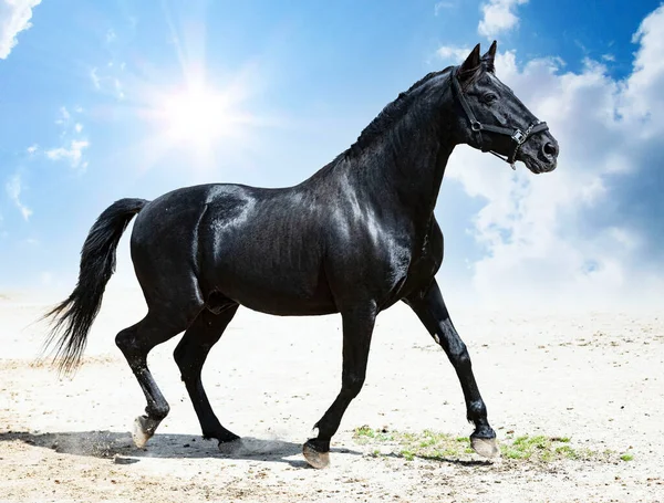 Portrait Black Stallion Nature — Stock Fotó