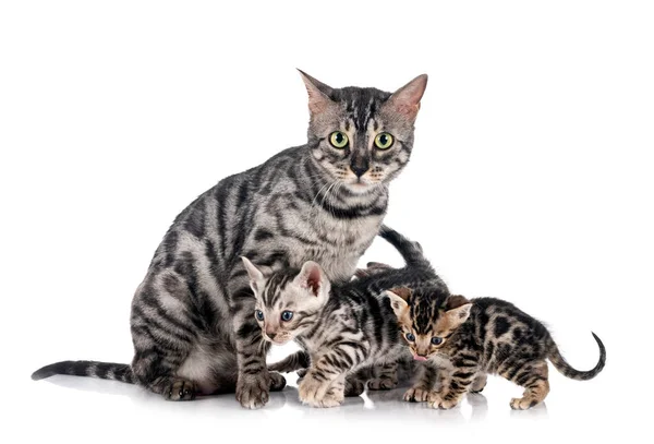 Bengal Cat Front White Background — Stock Photo, Image