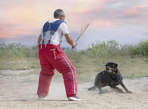 Giovane Formazione Rottweiler Protezione Dello Sport Della Polizia — Foto Stock