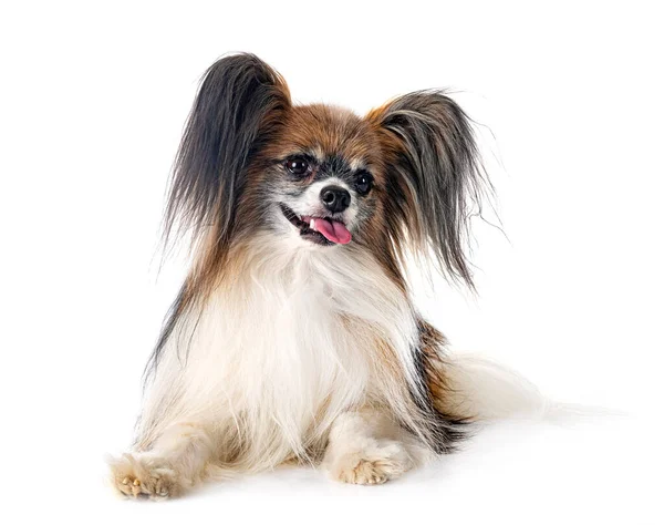 Papillon Cão Frente Fundo Branco — Fotografia de Stock