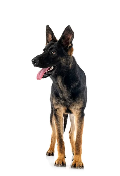 Young German Shepherd Front White Background — Stock Photo, Image