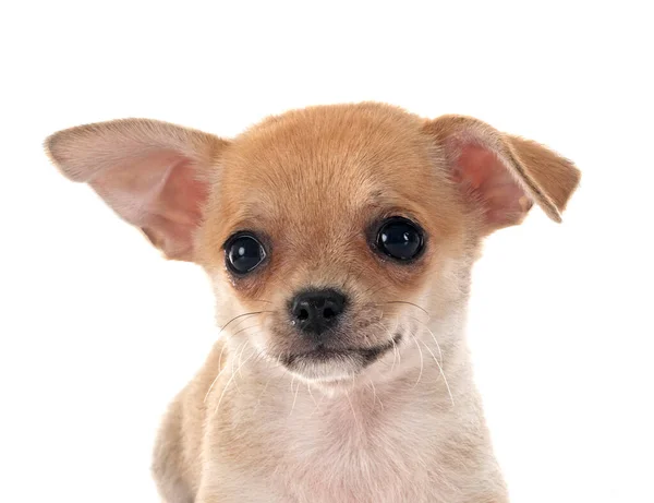 Kleine Chihuahua Voor Witte Achtergrond — Stockfoto